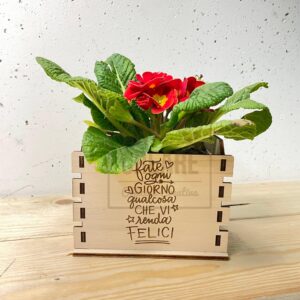 Cassettina primavera per fiori - coprivaso - 15 cm